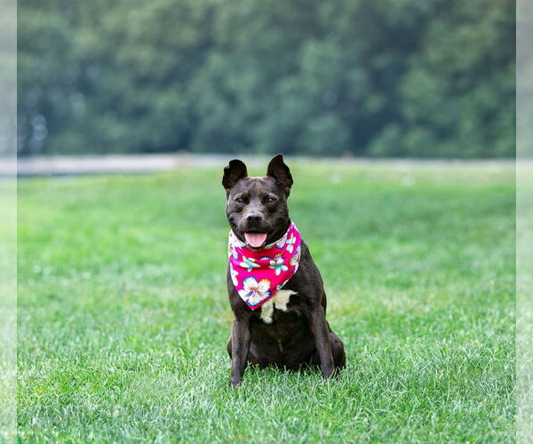 Medium Photo #10 Mutt Puppy For Sale in Unionville, PA, USA