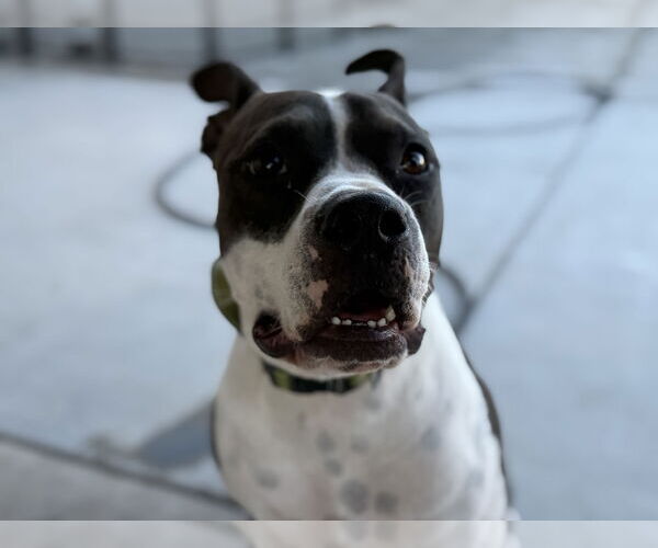 Medium Photo #5 American Pit Bull Terrier-Unknown Mix Puppy For Sale in Chandler, AZ, USA