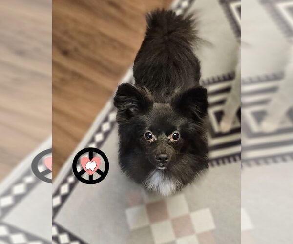 Medium Photo #2 Pomeranian-Unknown Mix Puppy For Sale in Lebanon, PA, USA