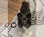 Small #1 Pomeranian Mix
