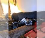 Small Catahoula Leopard Dog Mix