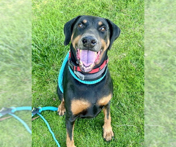 Medium Photo #5 Doberman Pinscher Puppy For Sale in Sacramento, CA, USA