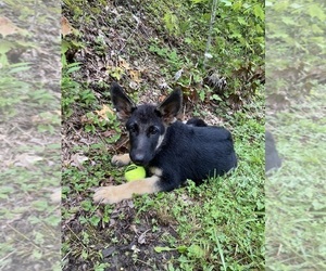 German Shepherd Dog Puppy for sale in CLYDE, NC, USA
