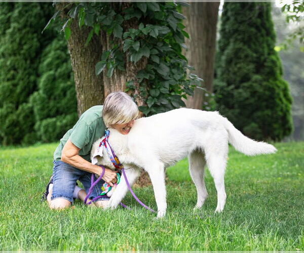 Medium Photo #7 Great Pyrenees-Unknown Mix Puppy For Sale in Unionville, PA, USA