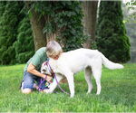 Small #6 Great Pyrenees Mix