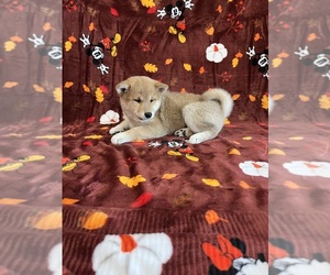 Shiba Inu Puppy for sale in PHILLIPSBURG, NJ, USA