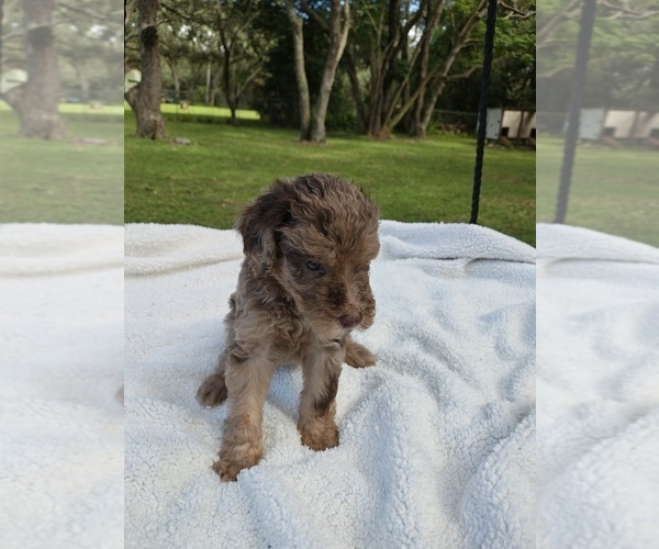 Medium Photo #1 Goldendoodle Puppy For Sale in HUDSON, FL, USA