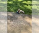 Small #3 Mutt