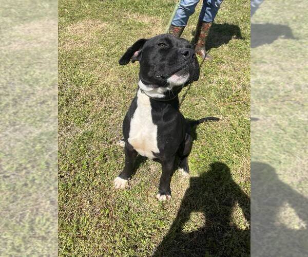 Medium Photo #4 Mutt Puppy For Sale in Abbeville, LA, USA