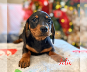 Dachshund Puppy for Sale in ADDISON, Illinois USA