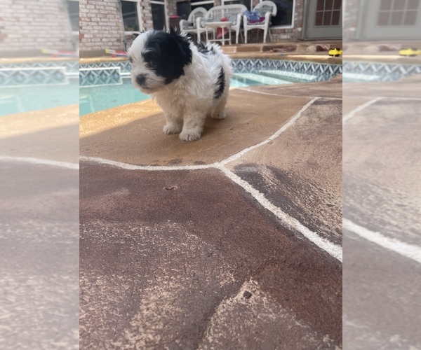 Medium Photo #3 Mal-Shi Puppy For Sale in PLANO, TX, USA