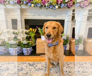 Father of the Golden Retriever puppies born on 04/22/2025