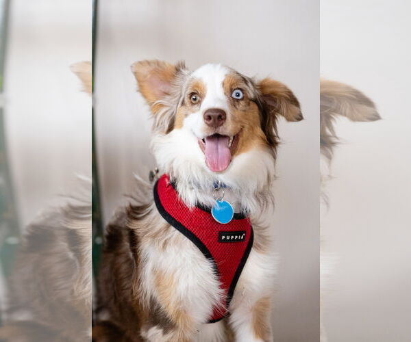 Medium Photo #6 Australian Shepherd Puppy For Sale in St. Louis Park, MN, USA