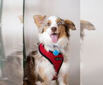 Small #5 Australian Shepherd