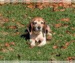 Small Beagle