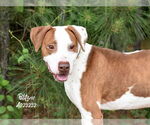 Small #3 Lab-Pointer
