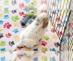 Small #6 Shih Tzu