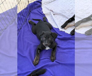 Medium Labrador Retriever Mix