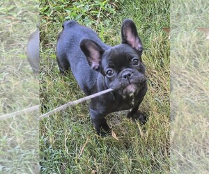 French Bulldog Puppy for sale in COLUMBUS, GA, USA