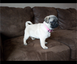 Pug Puppy for sale in SAINT PAUL, MN, USA