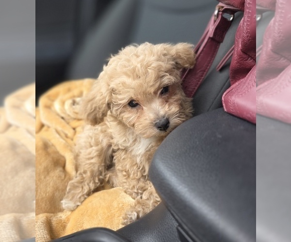 Medium Photo #50 Poodle (Toy) Puppy For Sale in DYERSBURG, TN, USA