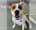 Small #3 Bulldog Mix