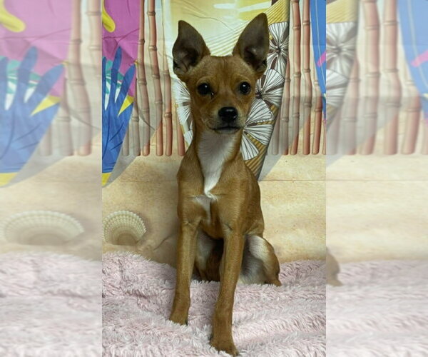 Medium Photo #1 Chihuahua Puppy For Sale in Lakewood, CO, USA