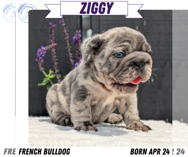 Medium Photo #1 French Bulldog Puppy For Sale in GOSHEN, IN, USA