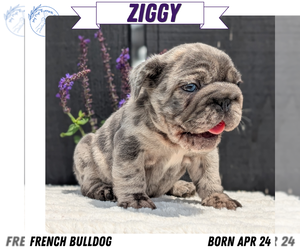 Medium French Bulldog