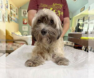 Maltipoo Dogs for adoption in Benton, LA, USA