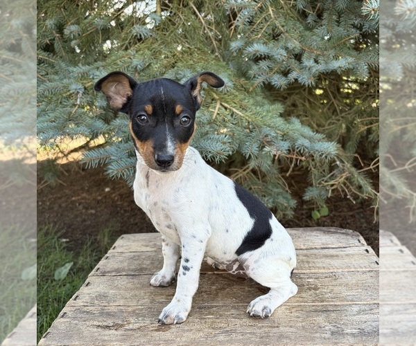 Medium Photo #4 Rat Terrier Puppy For Sale in MIDDLEBURY, IN, USA