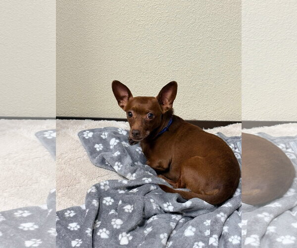 Medium Photo #3 Chiweenie Puppy For Sale in New London, WI, USA