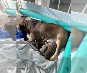 Mother of the Bulldog puppies born on 01/03/2023