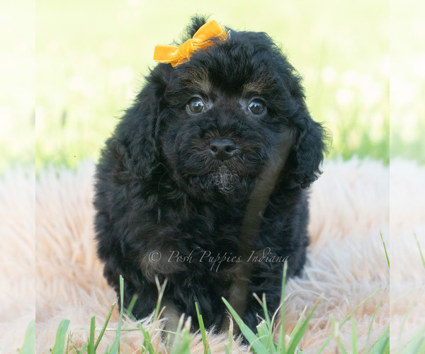 Medium Photo #2 Poodle (Miniature) Puppy For Sale in WARSAW, IN, USA