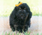 Small #1 Poodle (Miniature)