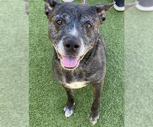 German Shepherd Dog Dogs for adoption in Fayetteville, NC, USA