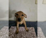 Small #3 Doberman Pinscher-Labrador Retriever Mix