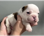 Small Photo #32 English Bulldog Puppy For Sale in EVEREST, KS, USA