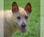 Small Pembroke Welsh Corgi Mix