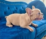 Small Photo #5 French Bulldog Puppy For Sale in NEWPORT BEACH, CA, USA