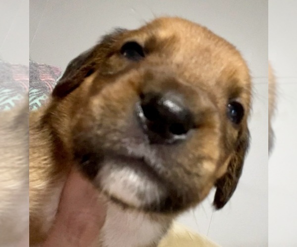 Medium Photo #10 Boxweiler Puppy For Sale in CULLMAN, AL, USA