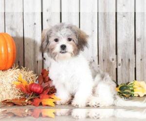 Zuchon Puppy for sale in MOUNT VERNON, OH, USA