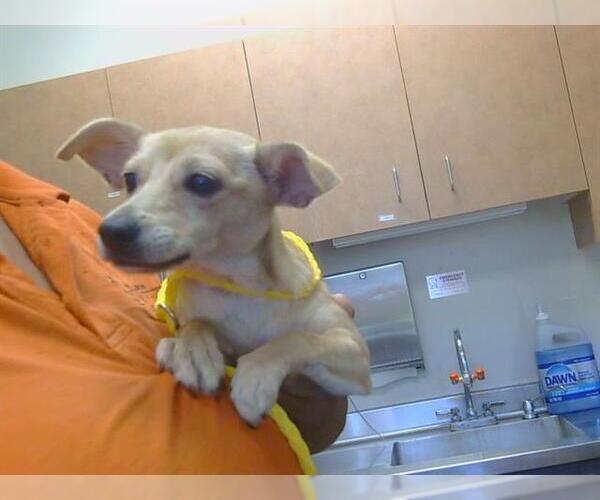 Medium Photo #1 Chihuahua-Unknown Mix Puppy For Sale in Sacramento, CA, USA
