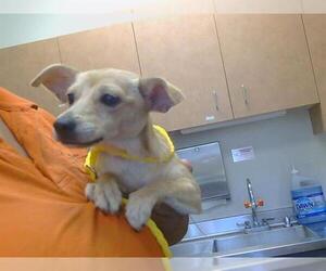 Chihuahua-Unknown Mix Dogs for adoption in Sacramento, CA, USA