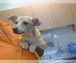 Small Chihuahua Mix