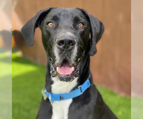 Medium Photo #1 Great Dane Puppy For Sale in San Diego, CA, USA