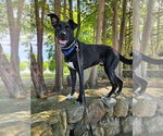 Small Photo #29 German Shepherd Dog-Unknown Mix Puppy For Sale in Gloversville, NY, USA