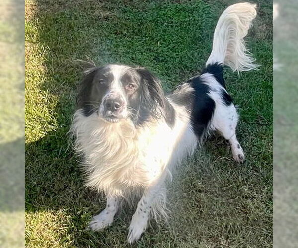 Medium Photo #9 Cocker Spaniel Puppy For Sale in Arlington, VA, USA