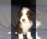 Small Photo #15 Aussie-Poo-Aussiedoodle Mix Puppy For Sale in ANNISTON, AL, USA
