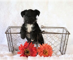Jack-A-Poo Puppy for sale in FREDERICKSBG, OH, USA